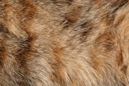 Cat fur pattern or texture. Natural Animal fur texture banner. Fur background close up.の写真素材