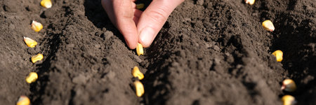 Close up view on farmer hand puts corn seed into the ground. Planting seeds in the ground. Sowing company or agriculture conceptの写真素材