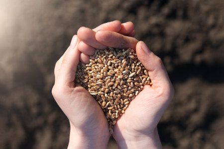 Palms full of wheats on a background of black earth. The concept of harvest, sowing company or agriculture.の写真素材