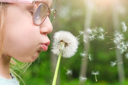Girl child holds and blows on a dandelion. Happy childhood concept. Playing outdoors.の写真素材