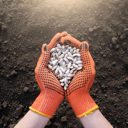 Hands in protective gloves full of bean on a background of black earth. The concept of harvest,...