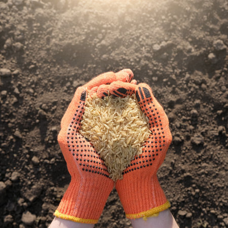 Hands in protective gloves full of rice on a background of black earth. The concept of harvest, sowing company or agriculture. Global food crisisの写真素材