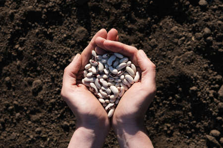 Palms full of bean on a background of black earth. The concept of harvest, sowing company or...
