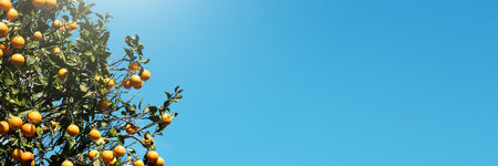 Beautiful orange tree with ripe oranges on the background of the blue sky. Long natural banner with copy space.の写真素材
