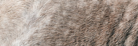 The texture of a grey spotted horse animal coat. Grey and white hair horse skin - real genuine natural fur, free space for text. Horsehide close up. Grey fur texture - abstract background.の写真素材