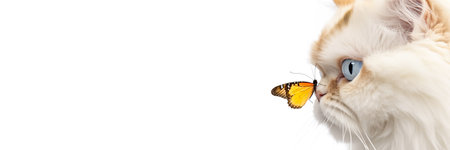 Colorful butterfly flies to cats nose isolated on white background. Fluffy cat and butterfly. Long banner with copy space.の素材