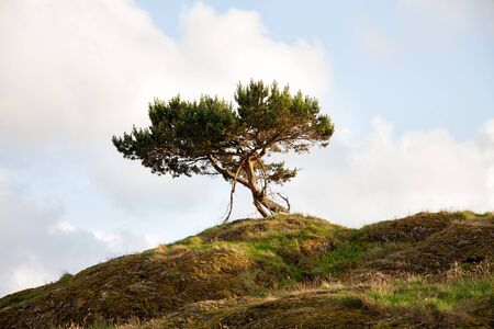 Lonley Tree On The Hill in Norway Bomloの写真素材