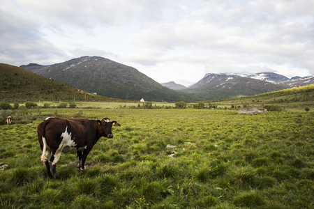 A cow in Norwegian mountains jotunheimenの写真素材