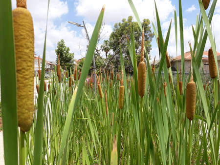 Bamboo cane
