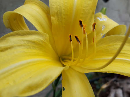 A yellow flower