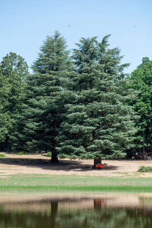 Blue Atlas Cedar (Cedrus Atlantica) tree in Akfadou forest, Bejaia, Algeriaの写真素材