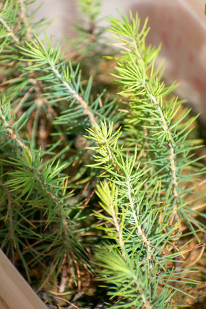 blue Atlas Cedar (Cedrus Atlantica) seedlingsの写真素材
