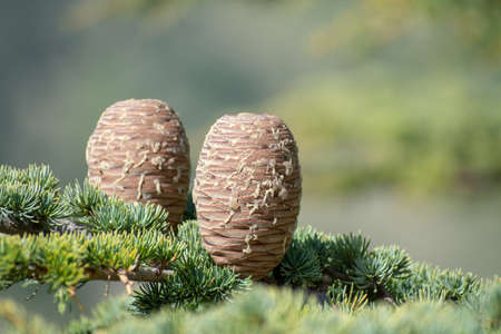 Close-up shot of Blue Atlas Cedar (Cedrus Atlantica) Conesの写真素材