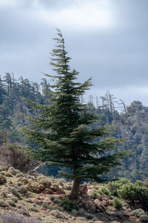 Blue Atlas Cedar (Cedrus Atlantica) trees in their natural habitat in Belezma national park, Batna, Algeriaの写真素材