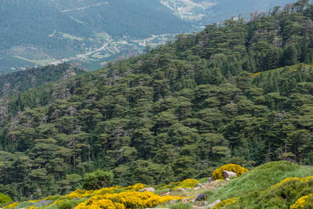 Scenic view from Chelia national park, in the Aures mountains, Algeria. Blue Atlas Cedar (Cedrus Atlantica) natural habitatの写真素材