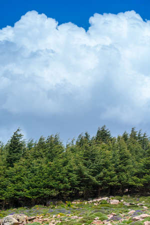 Scenic view from Chelia national park, in the Aures mountains, Algeria. Blue Atlas Cedar (Cedrus...