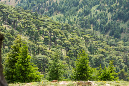 Scenic view from Chelia national park, in the Aures mountains, Algeria. Blue Atlas Cedar (Cedrus Atlantica) natural habitatの写真素材