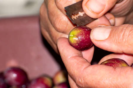 Cutting olives with a razor to be cured in water to remove their bitter tasteの写真素材