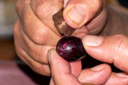 Cutting olives with a razor to be cured in water to remove their bitter tasteの写真素材