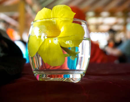 the yellow flowerの写真素材