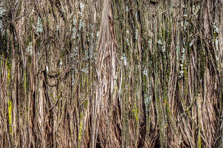 Bark pattern is seamless texture from tree. For background wood work, Bark of brown hardwood, thick...