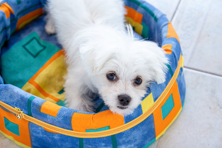 White Maltese dog lying in his colorful bedの写真素材
