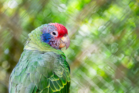 Close-up of a Red-faced Parrot, Brazilian bird