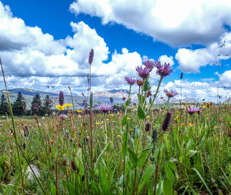 Meadow of Wildflowersの写真素材