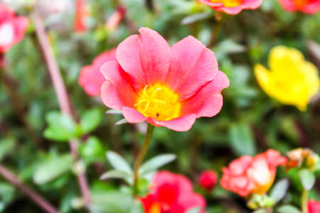 little flora in gardenの写真素材