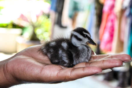Little duck cute petの写真素材