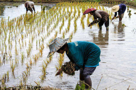 Thai farmer ways of lifeのeditorial素材