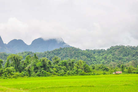 Green rice fields and mountains view, Vang Vieng, Laosの写真素材