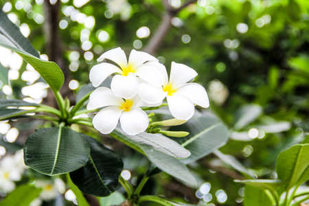 white Frangipani tropical flowers (Plumeria or pagoda tree or temple tree) on natural background.の写真素材