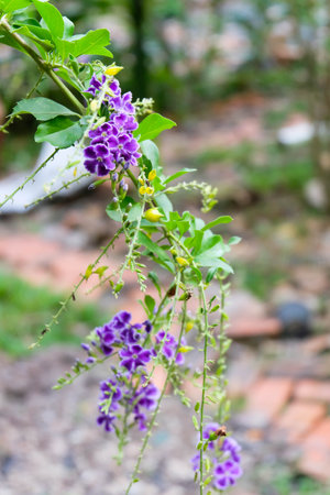 beautiful small purple flowers bunch in the gardenの写真素材