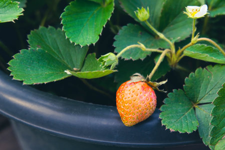strawberry plant with a bright orange fruitの写真素材