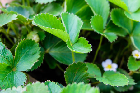 strawberry plant with flowers in the gardenの写真素材