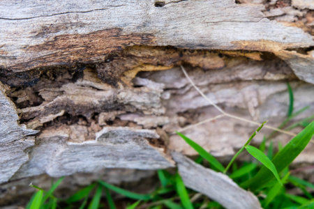 old rotten tree trunk in the garden