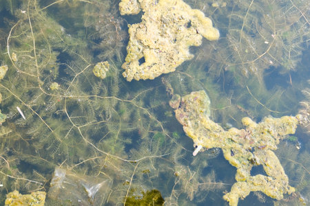 <p>slime, rotten plants, and dried leaves in the water</p>