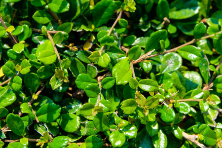 <p>closeup of a green leafy plant as background texture</p>の写真素材