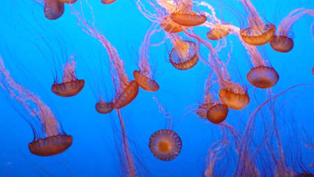 jelly fish