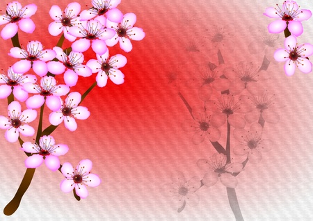 Branch with white and pink flowers of a cherry tree with red and white backgroundの写真素材