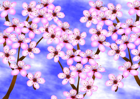 Branches with white and pink flowers of a cherry tree with a blue sky in the backgroundの写真素材