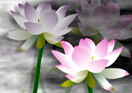lotus flowers with a foggy backgroundの写真素材