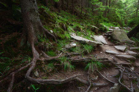 Mystic forest in the Carpathian mountainsの写真素材