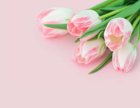 Bouquet of pink tulips on pink background. Viwid and fresh spring background with copyspace for your design. Macro image with small depth of field.の写真素材