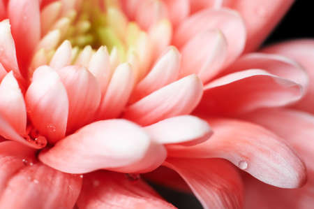 Red chrysanthemum close up with drops of dew. Macro image with small depth of field. Beautiful abstract background for your design.の写真素材