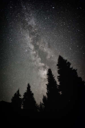 Beautiful night landscape with bright Milky Way and pine-tree silhouettes.の写真素材