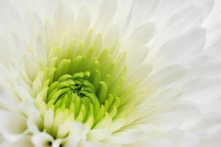 White chrysanthemum close up isolated on white background. Macro image with small depth of field.の写真素材