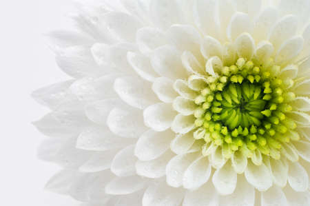 White Chrysanthemum with drops of watercloseup. Macro image with small depth of field.の写真素材