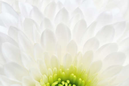 White chrysanthemum close up isolated on white background. Macro image with small depth of field.の写真素材